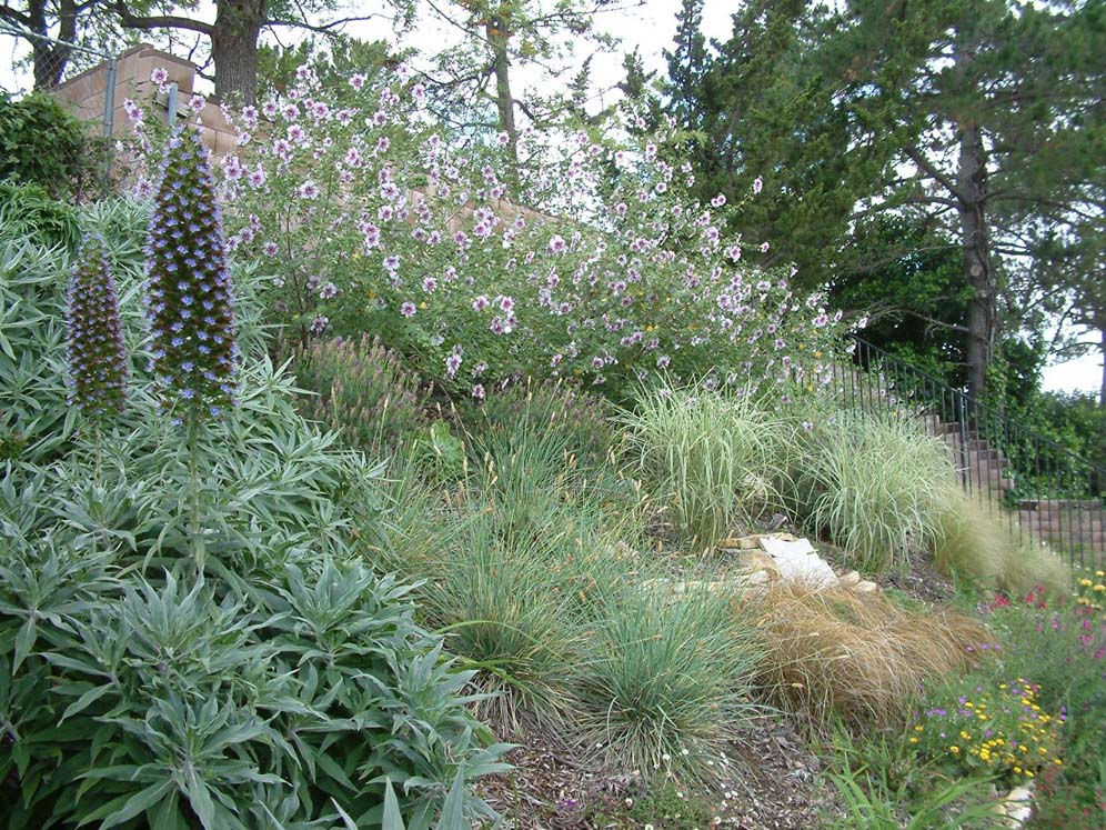 Manzanita Display Garden