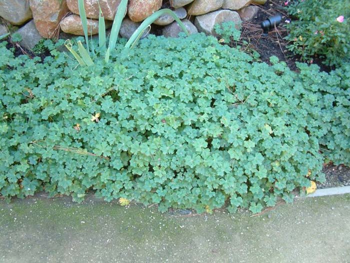 Plant photo of: Geranium X cantabrigiense 'Biokovo'