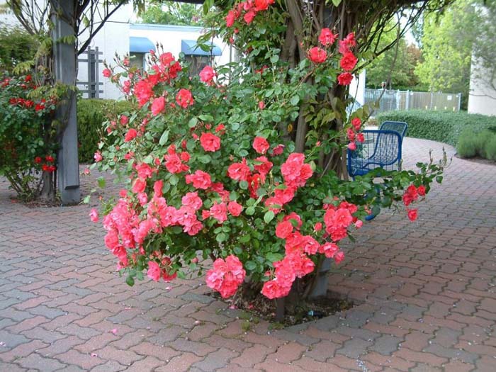 Plant photo of: Rosa species