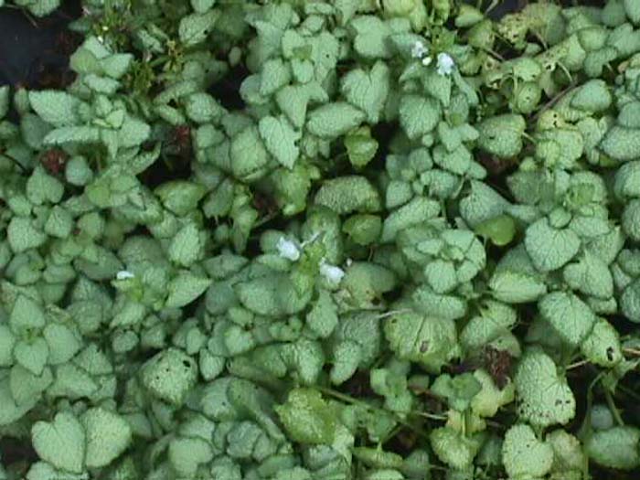 Plant photo of: Lamium maculatum