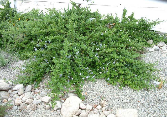 Plant photo of: Ceanothus griseus horizontalis
