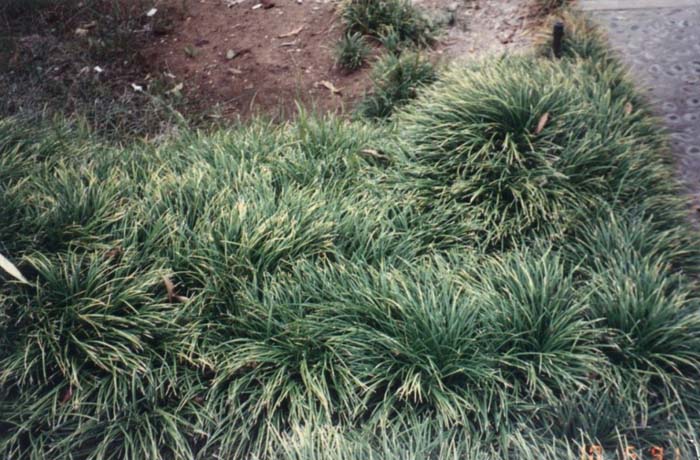 Plant photo of: Ophiopogon japonicus