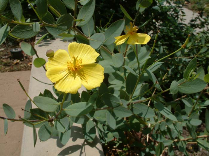 Plant photo of: Dendromecon harfordii