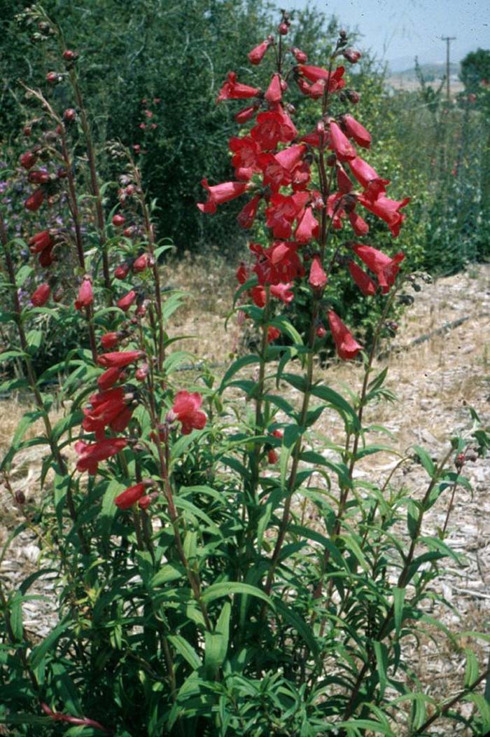 Plant photo of: Penstemon Firebird'