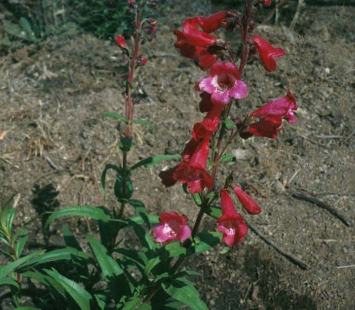 Plant photo of: Penstemon Firebird'