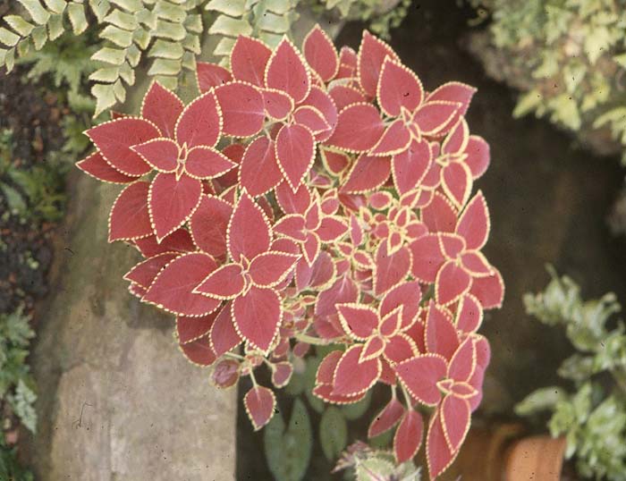 Plant photo of: Coleus hybridus