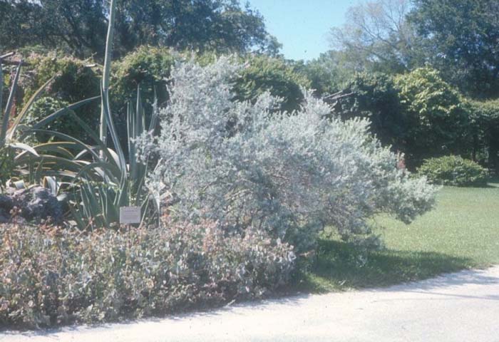 Plant photo of: Leucophyllum frutescens 'Silver Cloud'