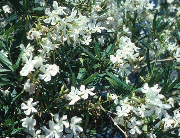 Nerium oleander 'Little White'