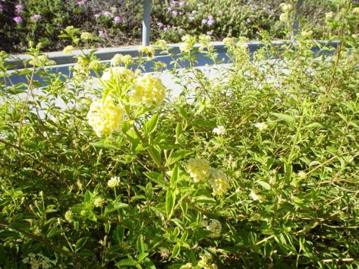 Plant photo of: Lantana hybrid 'Trailing Yellow'