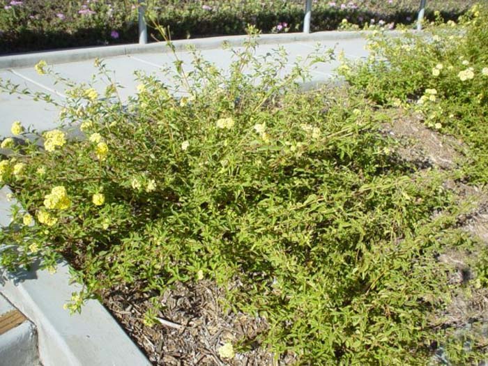 Plant photo of: Lantana hybrid 'Trailing Yellow'