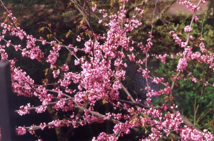Plant photo of: Cercis canadensis