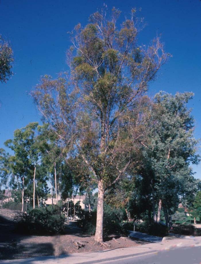 Plant photo of: Eucalyptus cladocalyx