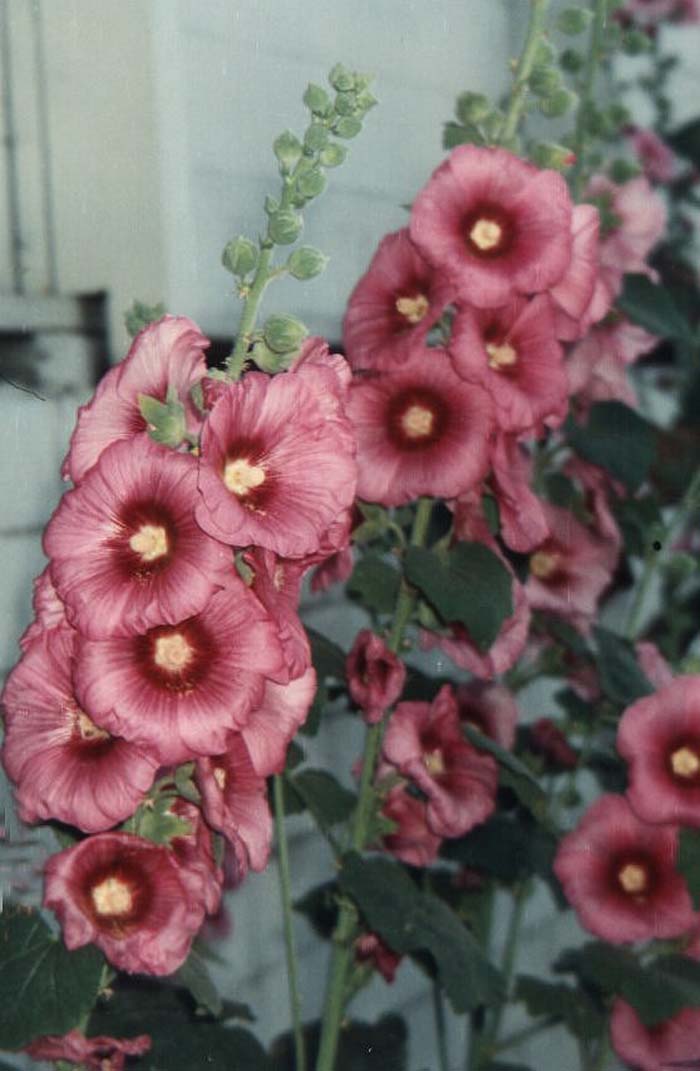 Plant photo of: Alcea rosea