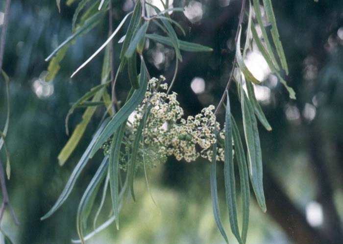 Plant photo of: Geijera parviflora