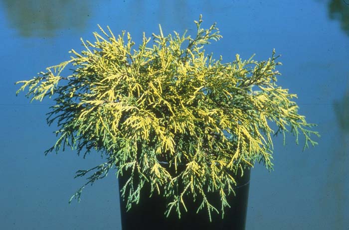 Plant photo of: Chamaecyparis pis. 'Filifera Aurea'