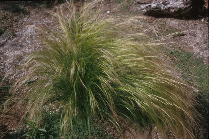 Plant photo of: Nassella tenuissima