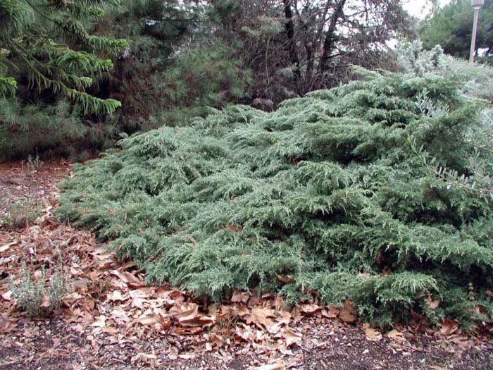 Plant photo of: Juniperus x media 'Pfitzerana'