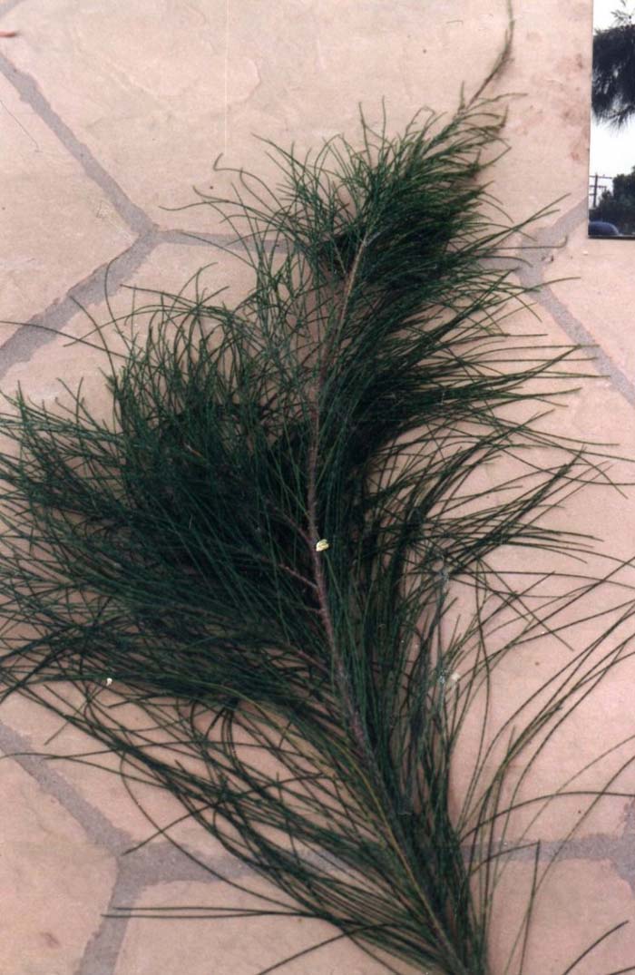 Plant photo of: Casuarina cunninghamiana