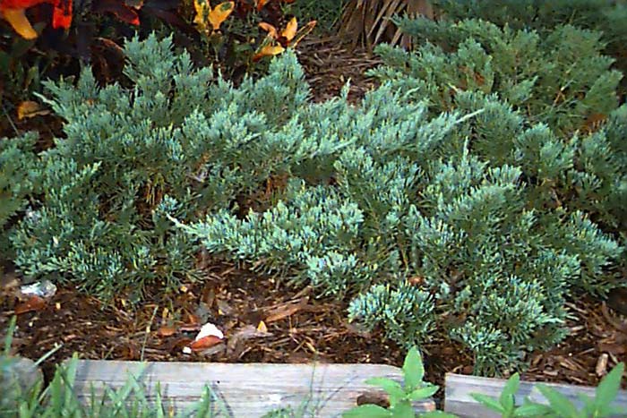 Plant photo of: Juniperus chinensis 'Parsonii'