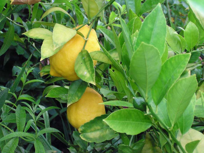 Plant photo of: Citrus limon 'Meyer'