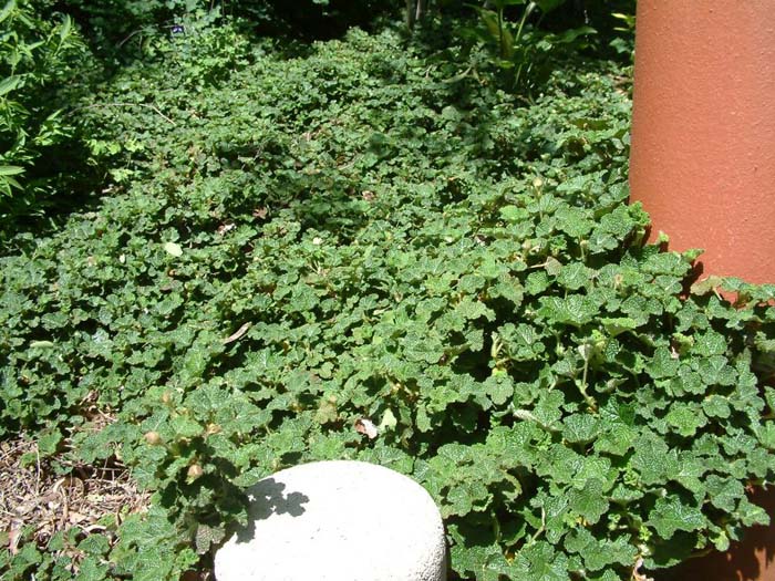 Plant photo of: Rubus pentalobus