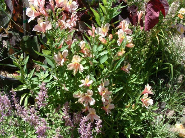 Plant photo of: Alstroemaria ligtu hybrids