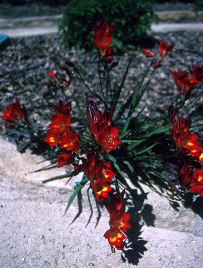 Plant photo of: Freesia tecolote hybrids