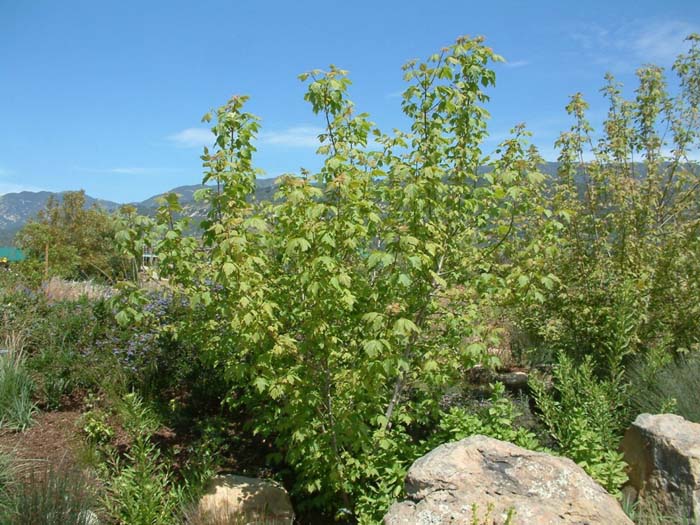 Plant photo of: Umbellularia californica