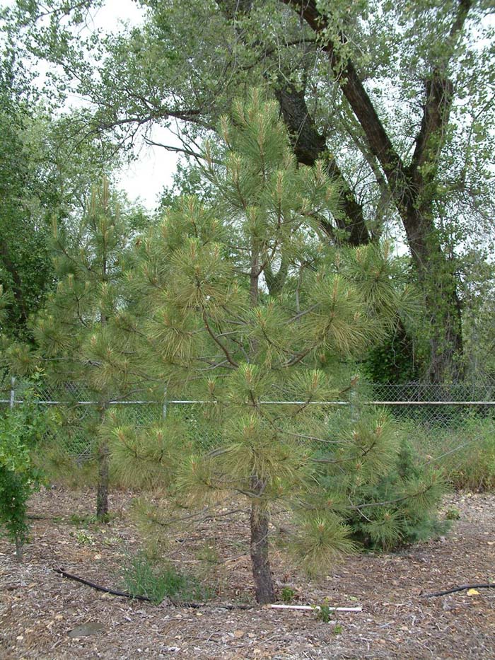 Plant photo of: Pinus ponderosa
