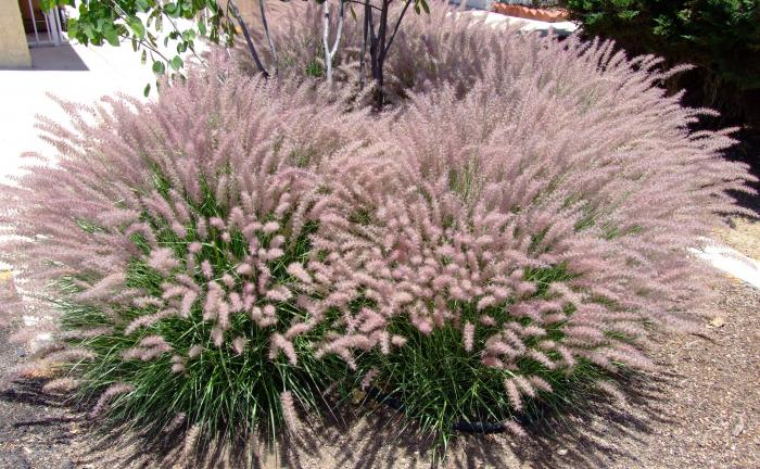 Karley Rose Oriental Fountain Grass