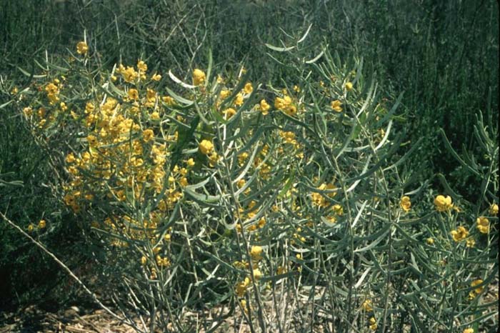 Cassia phyllodenia