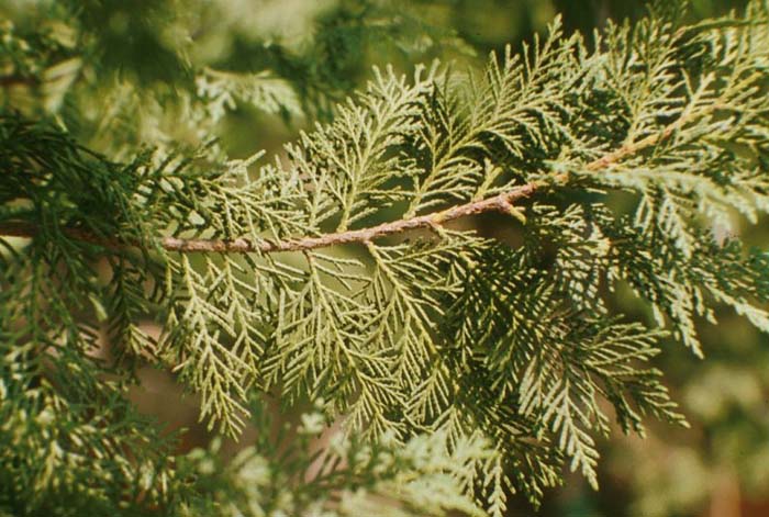 Plant photo of: Cupressus leylandii