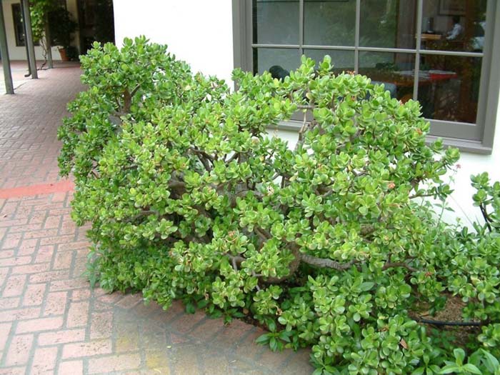 Plant photo of: Crassula argentea