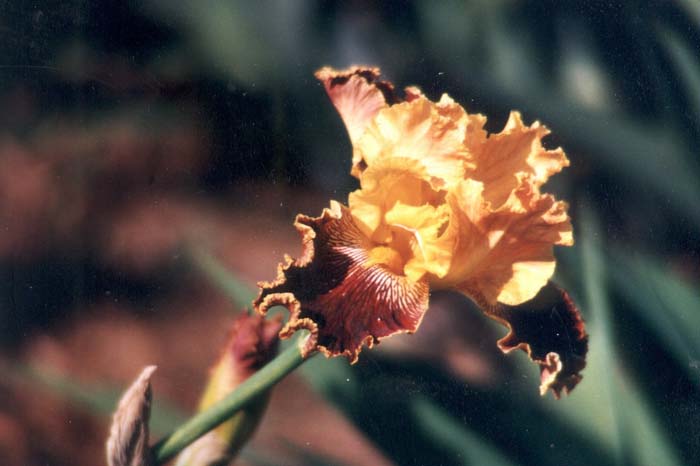 Plant photo of: Iris bearded 'Dazzling Gold'