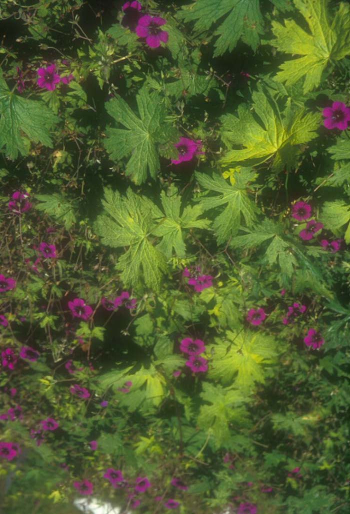 Plant photo of: Pelargonium 'Anne Folkard'
