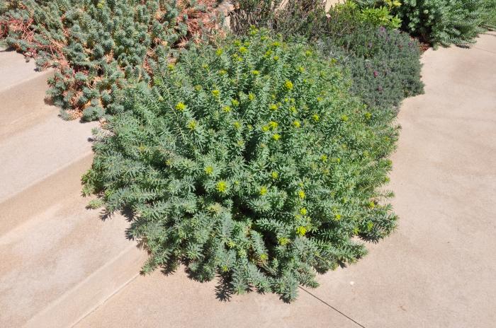Plant photo of: Euphorbia 'Lime Wall'