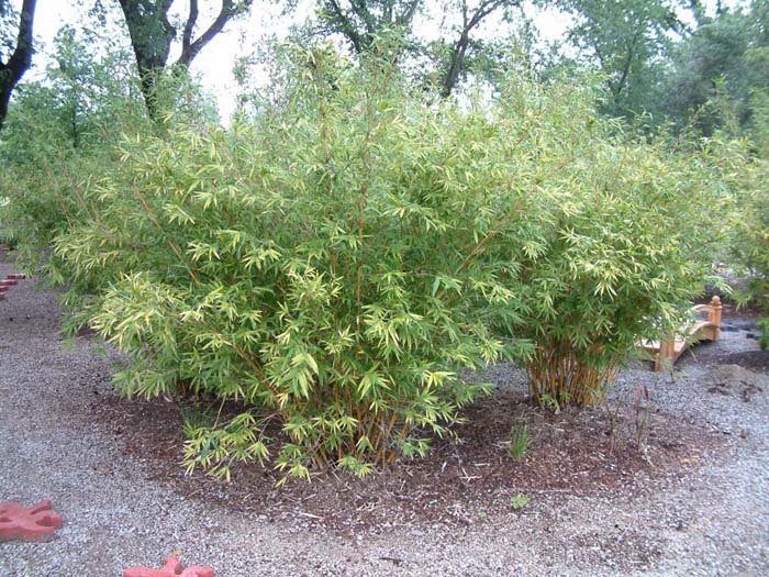 Plant photo of: Bambusa multiplex 'Alphonse Karr'