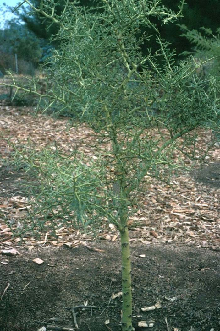 Plant photo of: Parkinsonia microphyllum
