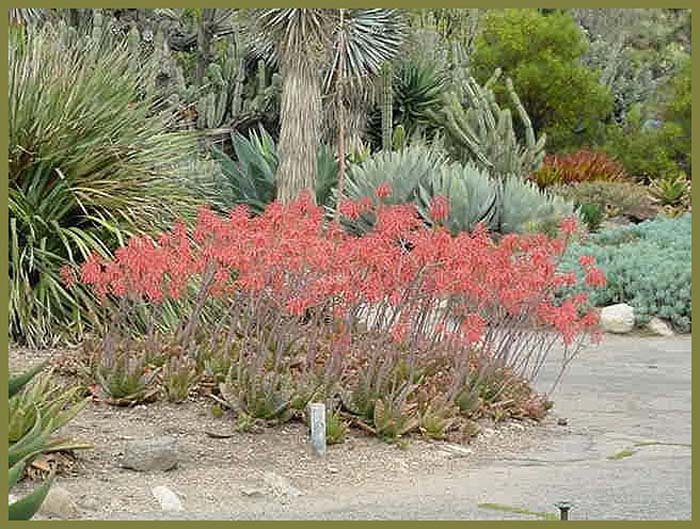 Plant photo of: Aloe vera