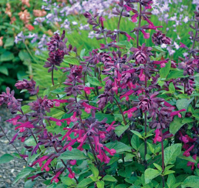 Plant photo of: Salvia 'Love and Wishes'