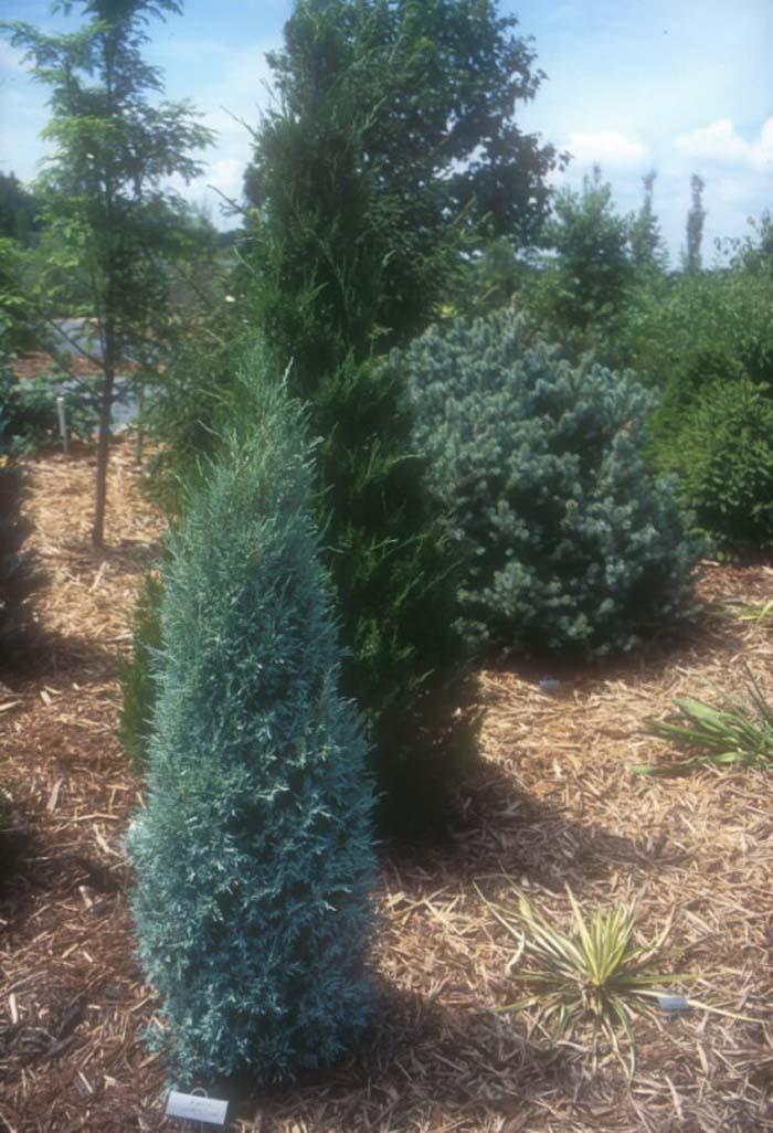 Plant photo of: Juniperus scopulorum 'Grey Gleam'
