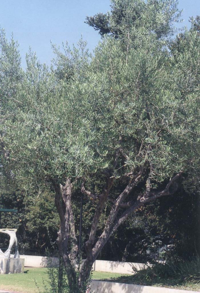 Plant photo of: Olea europaea