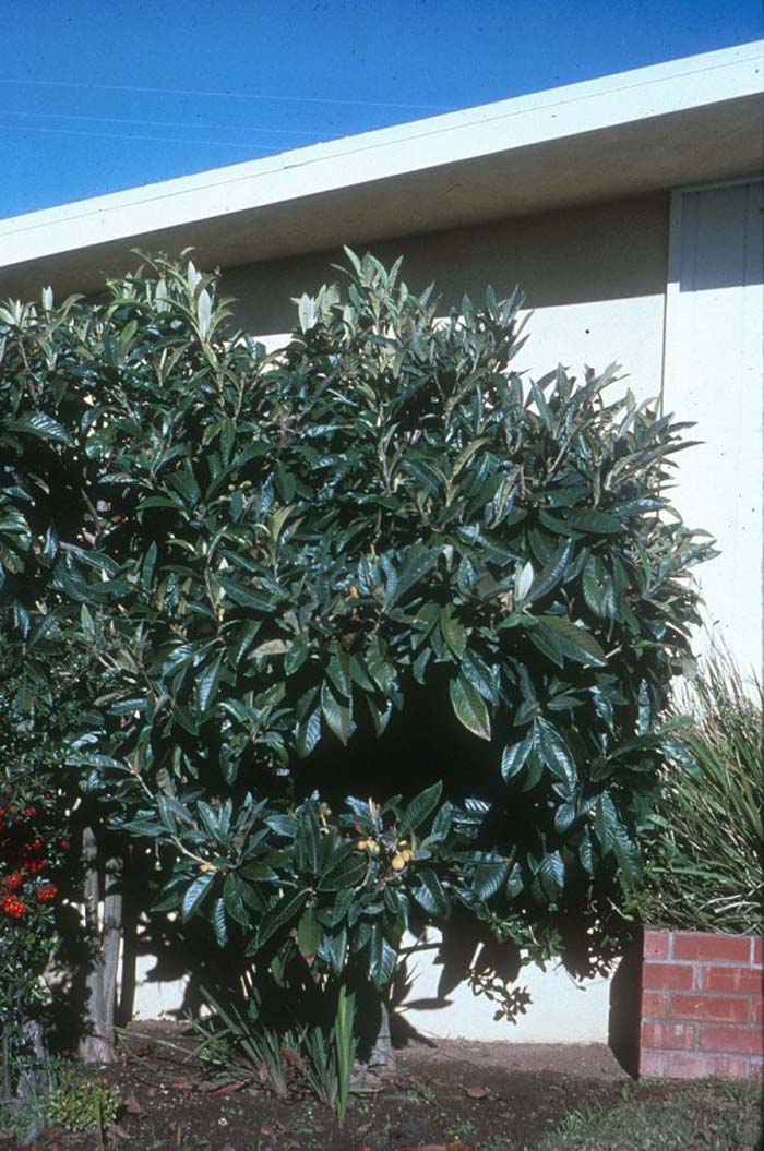 Plant photo of: Eriobotrya japonica
