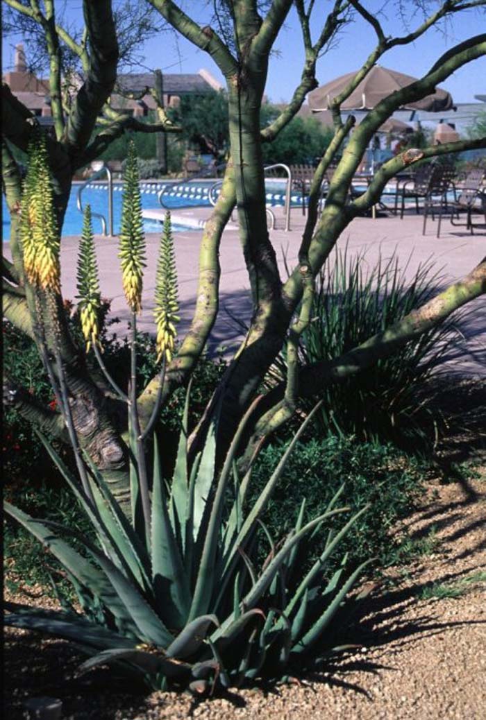 Plant photo of: Aloe barbadensis