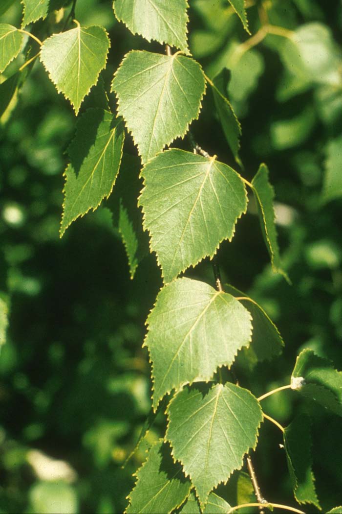 Plant photo of: Betula pendula