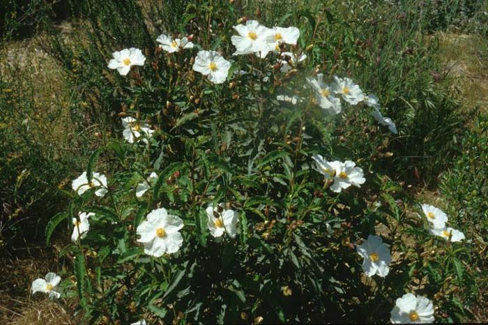 Plant photo of: Cistus ladanifer 'Blanche'