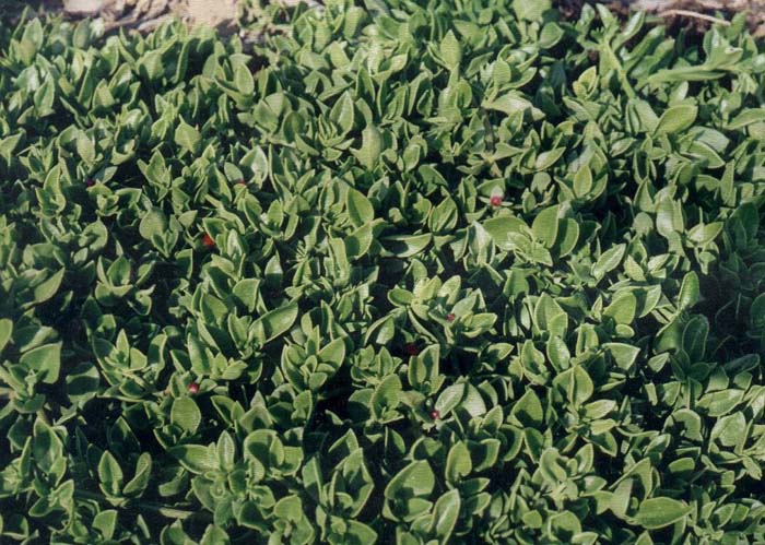 Plant photo of: Aptenia cordifolia