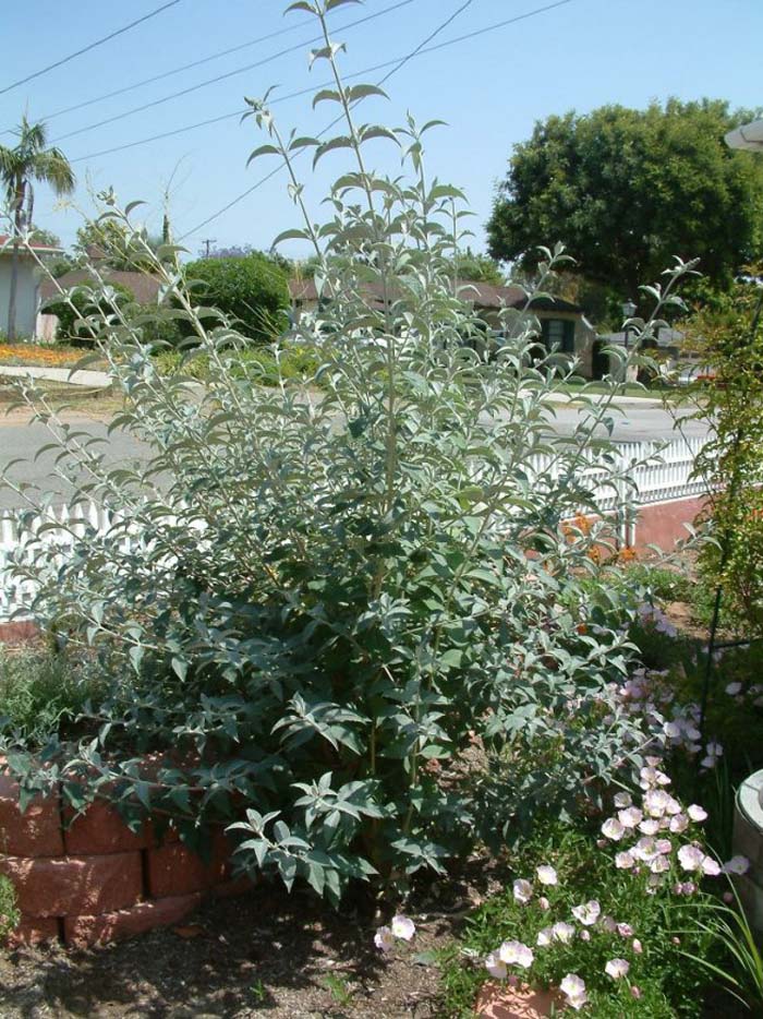 Plant photo of: Buddleja davidii 'Lochnich'