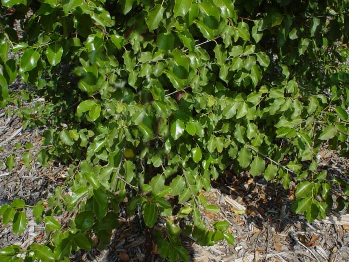 Holly-Leaf or Islay Cherry