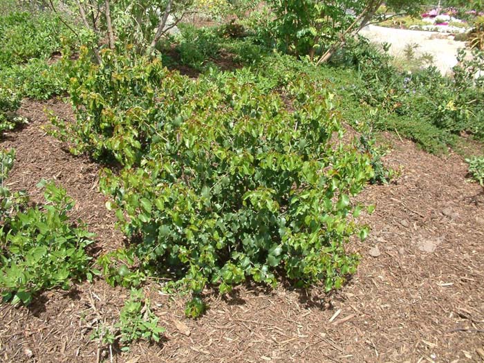 Plant photo of: Prunus ilicifolia ilicfolia